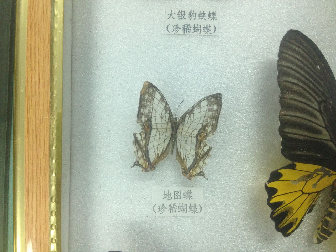 地圖蝶(中華名蝶）