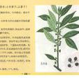 枸骨根(枸骨根) 枸骨根(枸骨根)