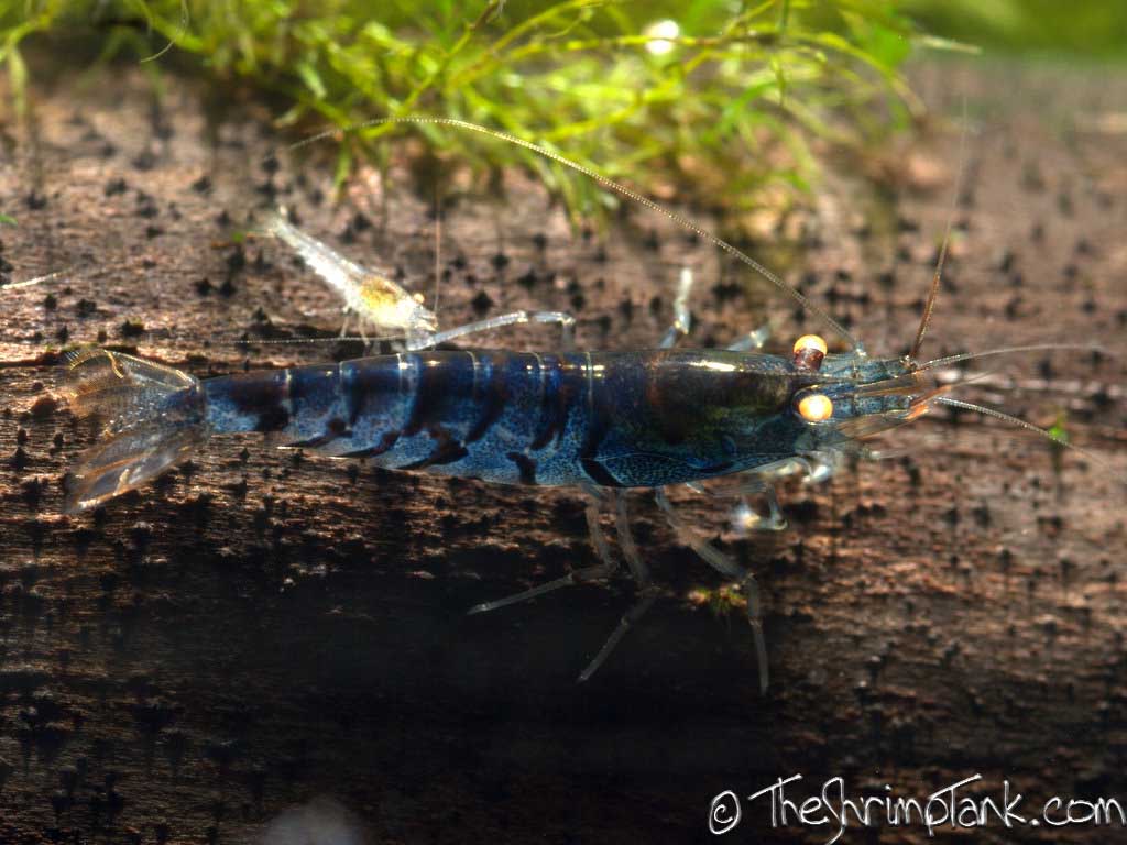 藍虎紋蝦