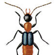 黑足蟻形隱翅蟲