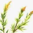 玫瑰草精油 玫瑰草精油