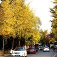 鹽阜路 鹽阜路