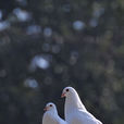 白鴿(動物)