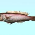 白方頭魚 白方頭魚
