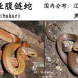 東亞腹鏈蛇 東亞腹鏈蛇