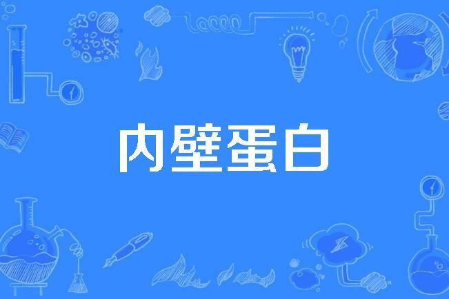 內壁蛋白 內壁蛋白