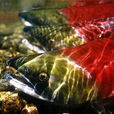 紅桂魚 紅桂魚