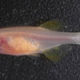透明斑馬魚 透明斑馬魚
