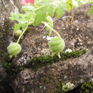 Blumenbachia catharinensis