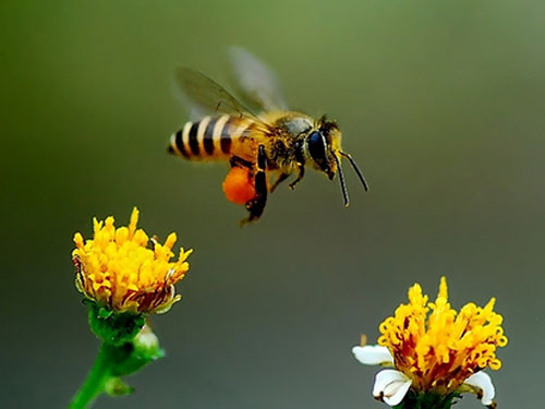 中華蜜蜂(圖5)