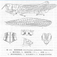 黑翅雛蝗 黑翅雛蝗