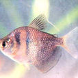 黑裙魚 黑裙魚