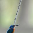 藍耳翠鳥安達曼島亞種