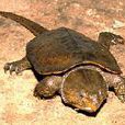 平胸龜(大頭龜)