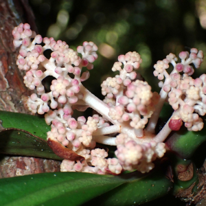 Tapeinosperma wagapense