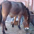 騾(騾子（馬和驢的雜交種）)