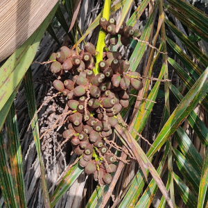 Butia microspadix