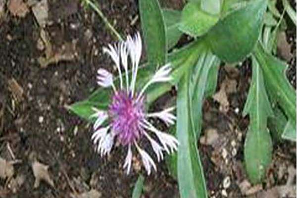 Centaurea montana \x27Amethyst in Snow\x27