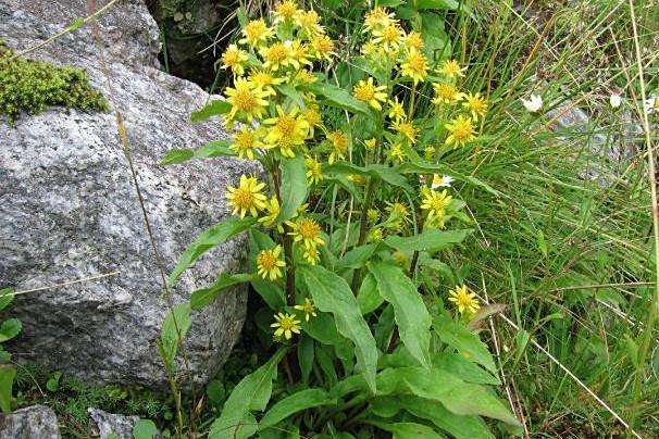 Solidago virgaurea subsp. minuta