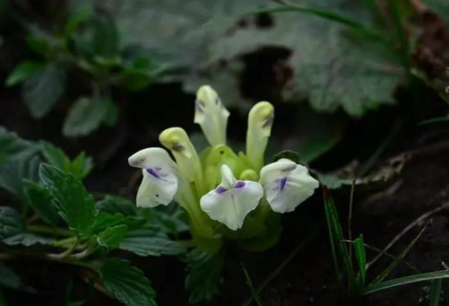 仰臥黃芩 仰臥黃芩
