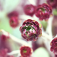 蓮花掌(紫羊絨) 蓮花掌(紫羊絨)