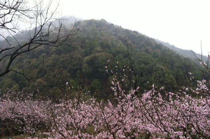 山寺桃花 山寺桃花