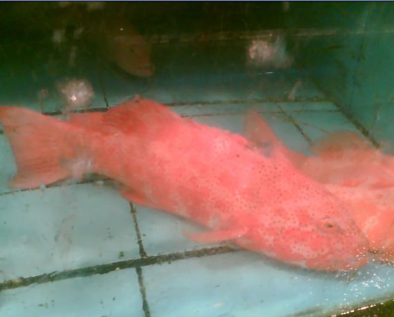 紅東星斑魚營養價值高