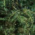 粗榧枝葉 粗榧枝葉