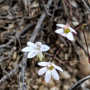 Nemacladus secundiflorus