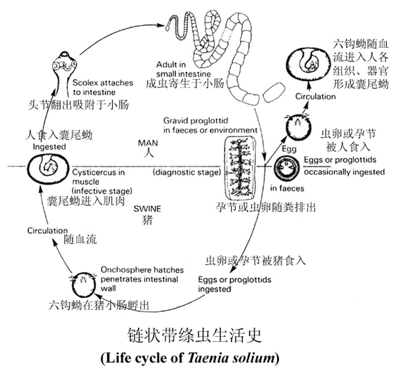 鏈狀帶絛蟲生活史