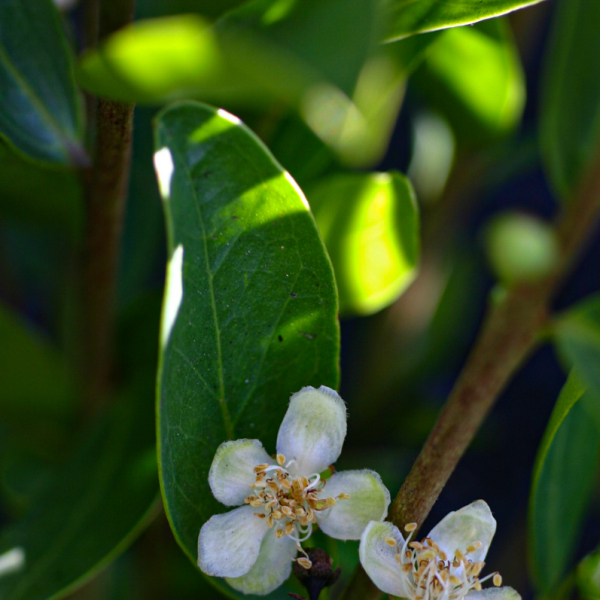 Eugenia malangensis