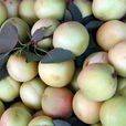 香白杏 香白杏
