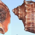 海螺殼