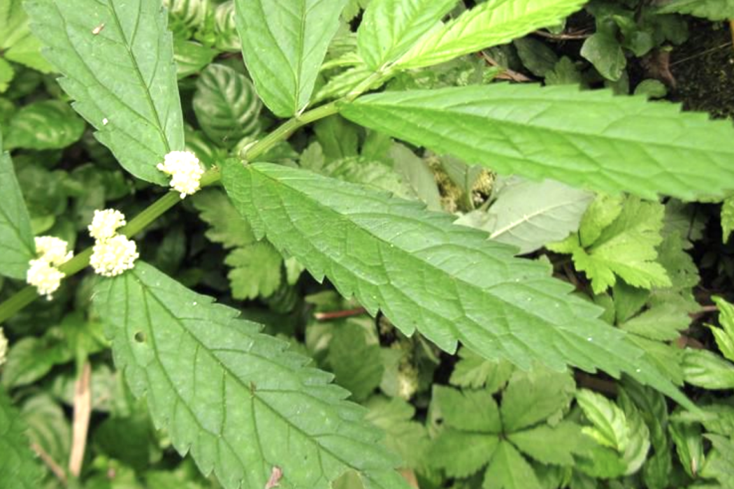 粗梗樓梯草 粗梗樓梯草