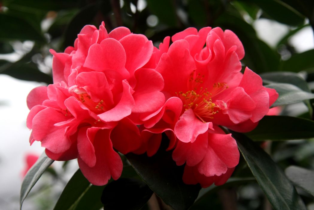 夏夢華林 夏夢華林