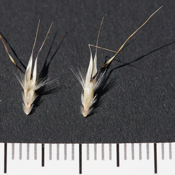 Rytidosperma erianthum