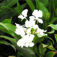 姜蘭(草本植物名稱) 姜蘭(草本植物名稱)