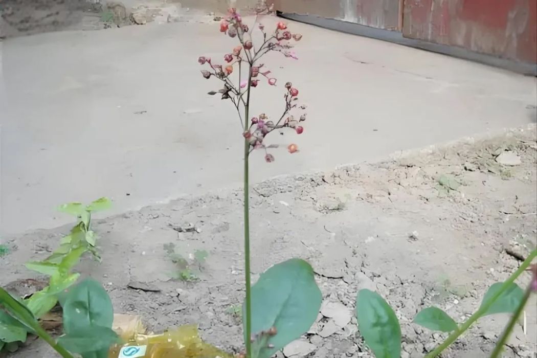 卵圓土人參 卵圓土人參