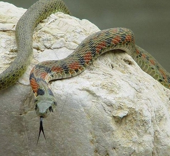 台灣頸槽蛇