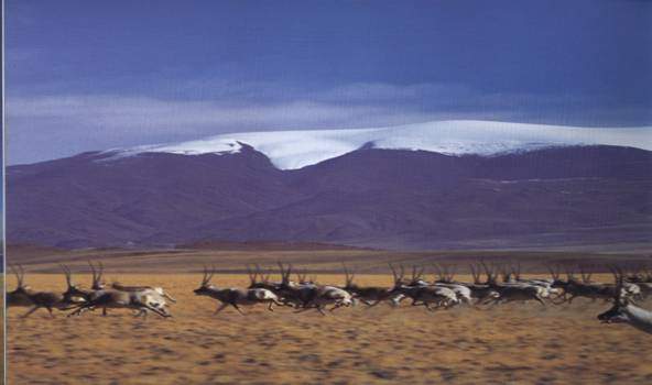 藏羚羊群