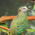 小紫頂果鳩 小紫頂果鳩
