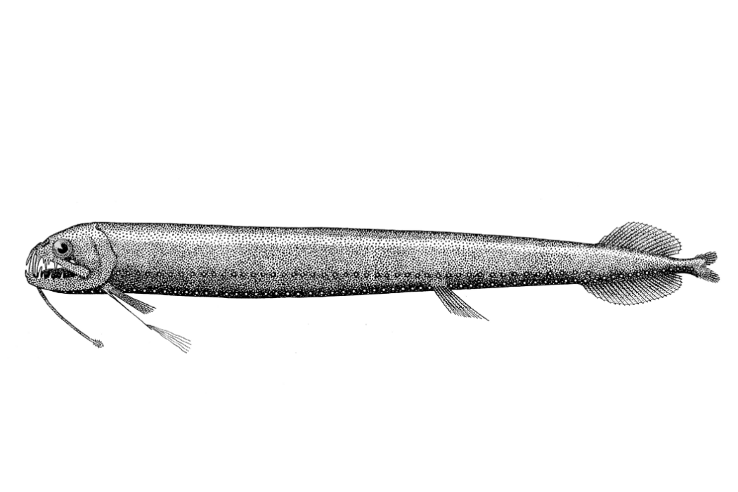 纓巨口魚 纓巨口魚