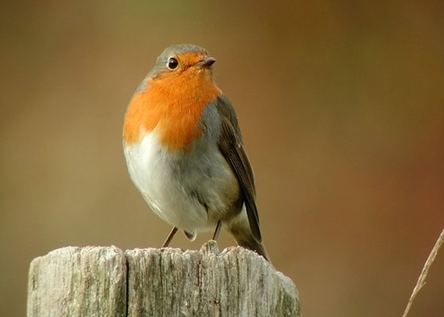 紅襟鳥(英國國鳥)