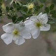 疏花薔薇 疏花薔薇