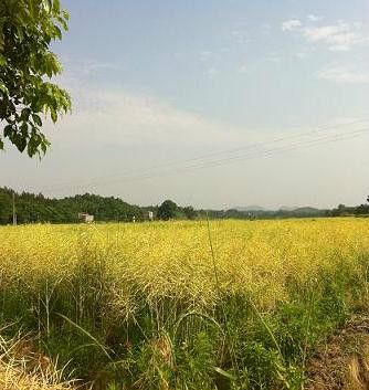 愛民鄉(江西愛民鄉) 愛民鄉(江西愛民鄉)