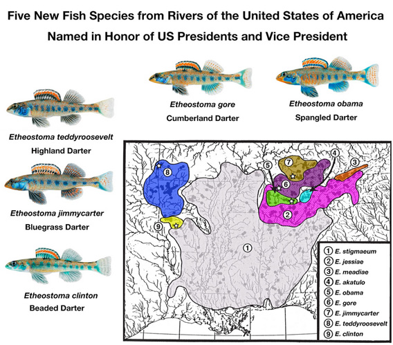 五種以美國總統命名的鰾魚分布圖