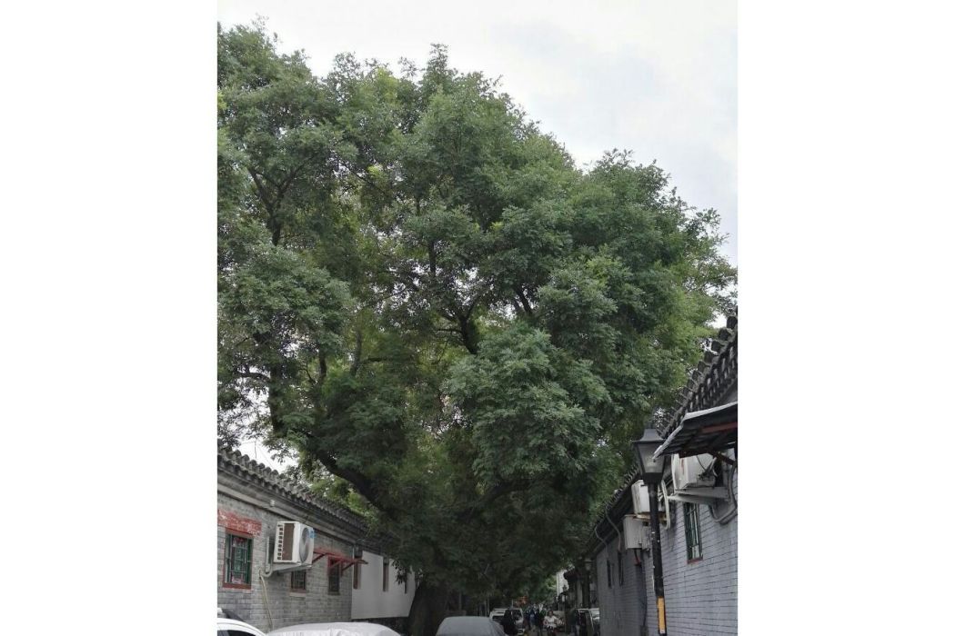 大樹巷 大樹巷