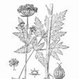 雞冠稜子芹 雞冠稜子芹