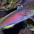 藍線鸚鵡魚