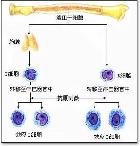 淋巴細胞的分化示意圖